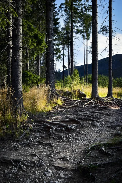 Forest path overgrown tree roots — Stock Photo, Image