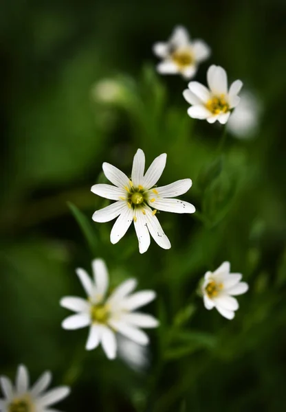 Nice white flowers — Stock Photo, Image