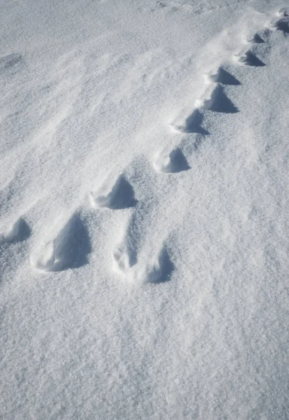 Schaduwen dieren tracks in de sneeuw — Stockfoto