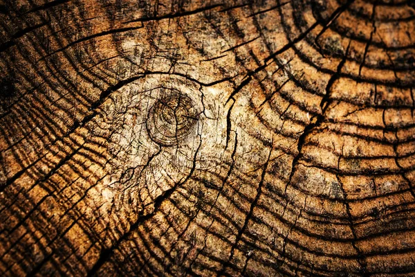 Detail of an old wooden stump — Stock Photo, Image