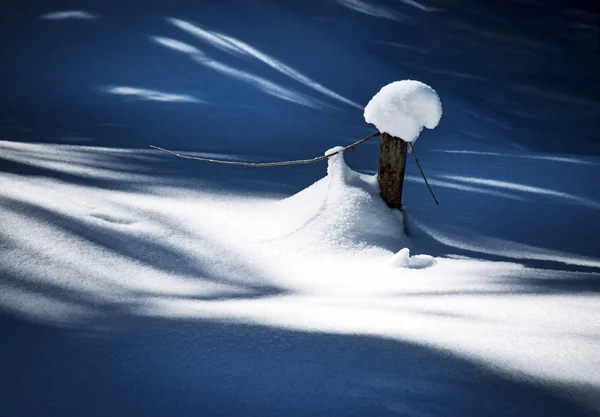 Uma árvore seca com um boné de neve — Fotografia de Stock