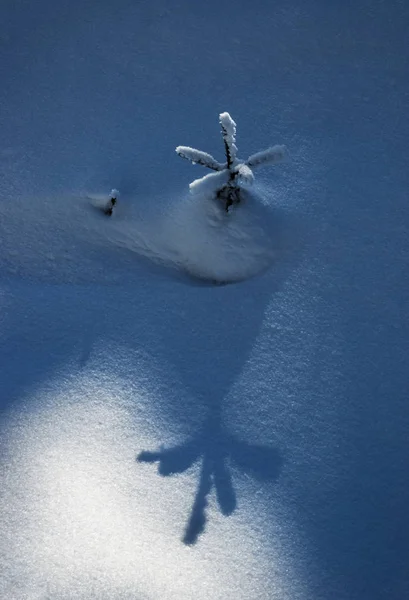 Grande sombra de uma pequena árvore na neve — Fotografia de Stock