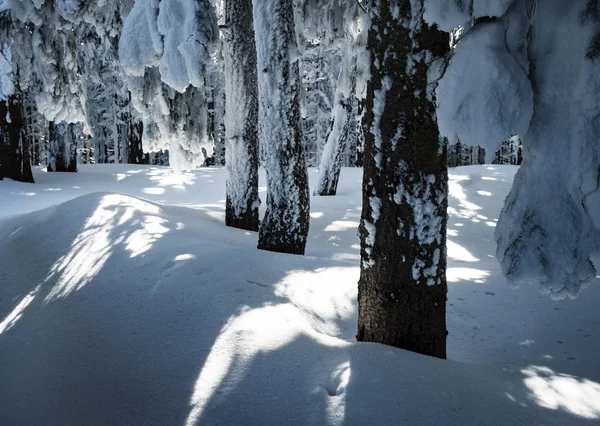 Részlet havas fenyő erdő — Stock Fotó