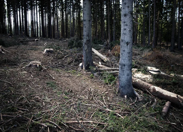Az elpusztult erdő két lucfenyő — Stock Fotó