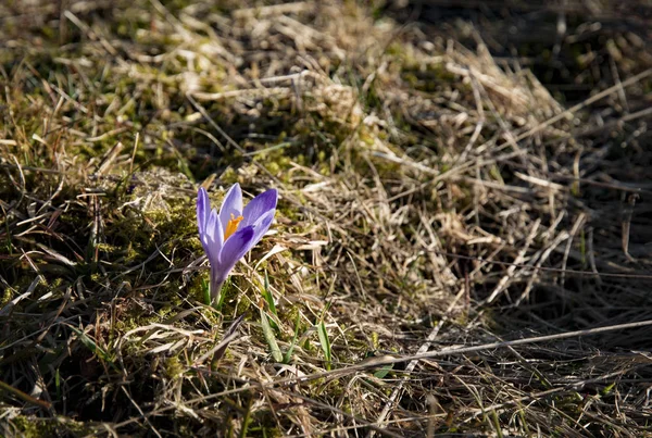 Une fleur de safran dans l'herbe sèche — Photo