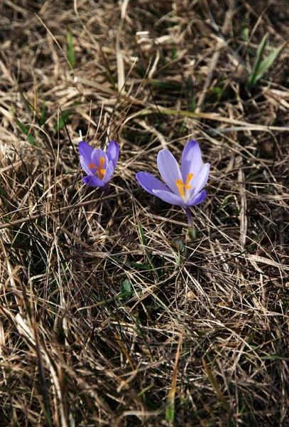 Två lila saffrons i torrt gräs — Stockfoto