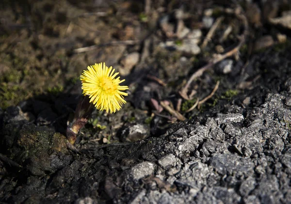 Yellow flower coltsfoot — Stock Photo, Image