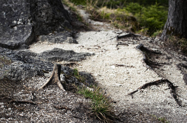 nature background trail in the woods with an old stump