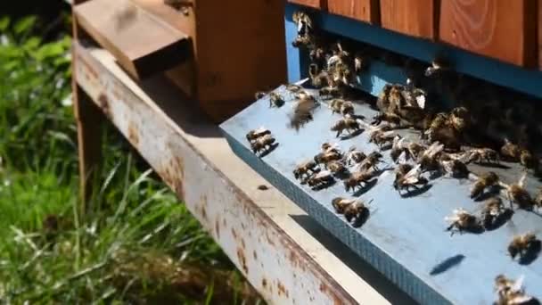 Φύση Που Πετούν Μέλισσες Κυψέλη — Αρχείο Βίντεο