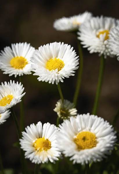 Nature Seasonal Background Still Life White Daisies — Stock Photo, Image