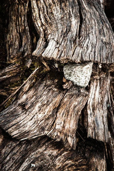 Kámen v lese — Stock fotografie