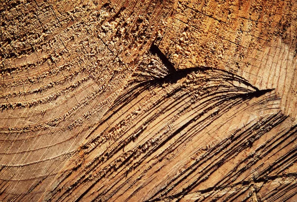 Scratches on wood felling — Stock Photo, Image
