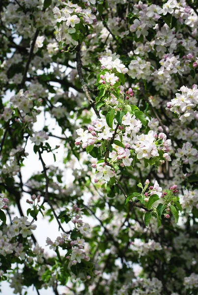 Dichtbevolkte bloemrijke boom appelboom — Stockfoto