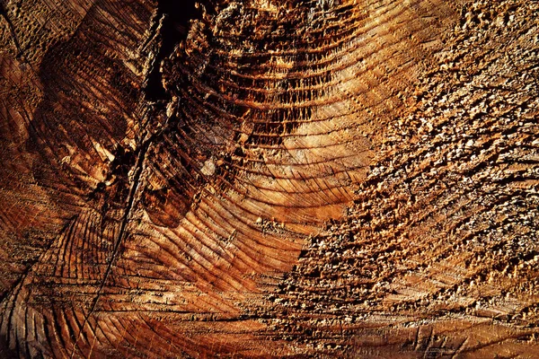 Detalhe abstrato na madeira velha — Fotografia de Stock