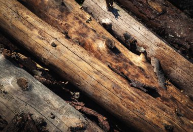 Kuru ağaç gövdeleri birbirinin