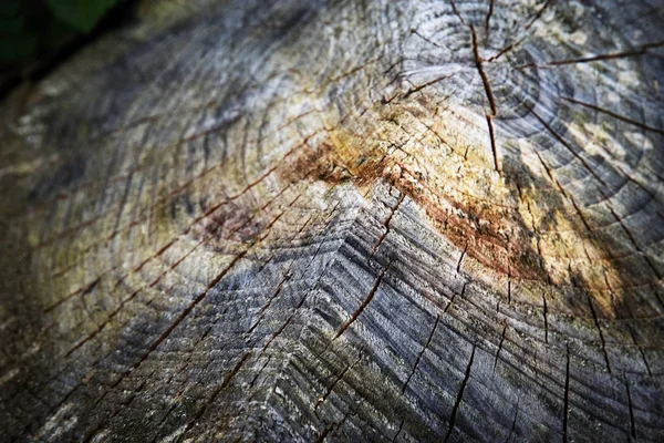 Abstract Background Texture Detail Rotten Stump — Stock Photo, Image