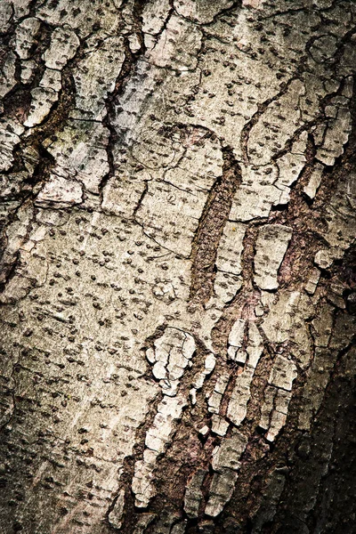 Arka Arka Plan Veya Doku Detay Grimsi Kabuk Ağaç — Stok fotoğraf