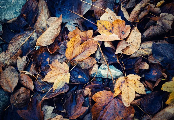 Herfst achtergrond met vergeelde bladeren — Stockfoto