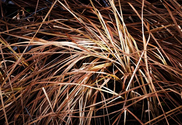 Detalhe na grama longa marrom seca — Fotografia de Stock
