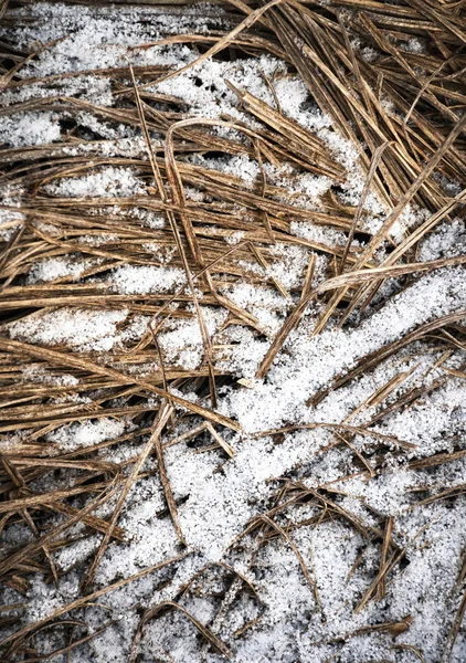 Hierba seca rociada con nieve —  Fotos de Stock