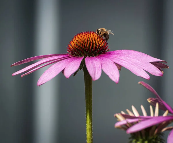 Biene auf Echinacea-Blüte — Stockfoto