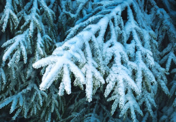 冷凍雪のトウヒの小枝 — ストック写真