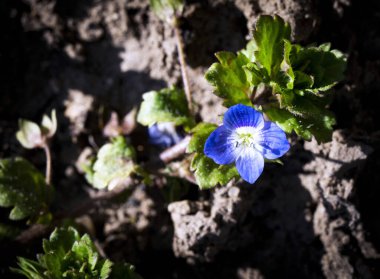 Doğal arka plan mavi küçük çiçek Veronica officinalis