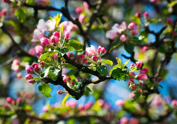 Nature Fond Saisonnier Détail Boutons Roses Sur Les Pommiers — Photo