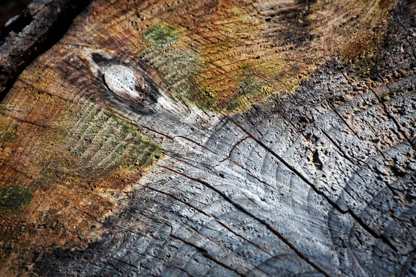 Fondo Textura Pintura Abstracta Sobre Detalle Muñón Madera — Foto de Stock