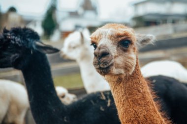 Perulu Lamalar ve Alpakalar
