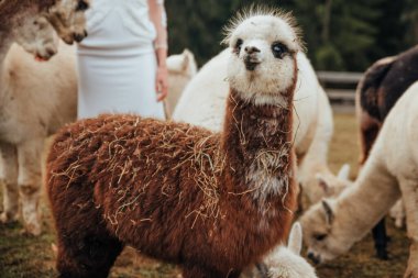 Perulu Lamalar ve Alpakalar