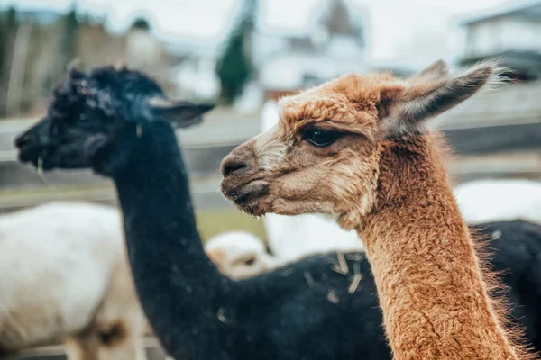 Lamas und Alpakas aus Peru — Stockfoto