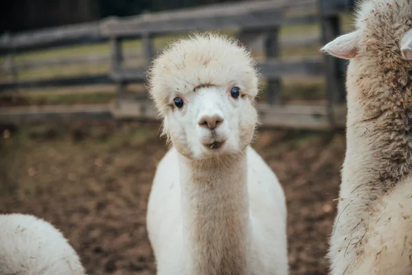 Lamas und Alpakas aus Peru — Stockfoto