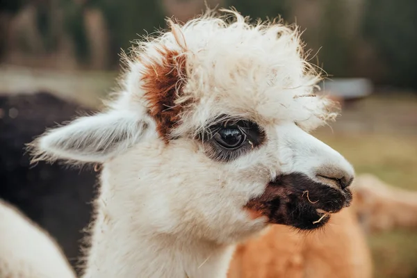 Lama Alpaca Van Peru — Stockfoto