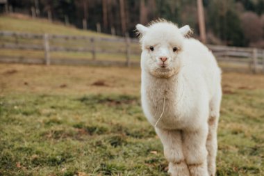 Perulu Lamalar ve Alpakalar