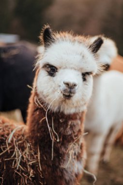 Perulu Lamalar ve Alpakalar