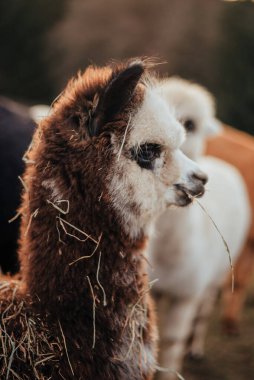 Perulu Lamalar ve Alpakalar