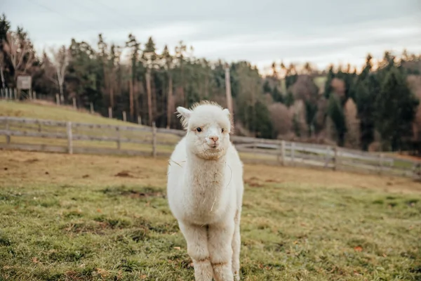 Lamas Und Alpakas Aus Peru — Stockfoto