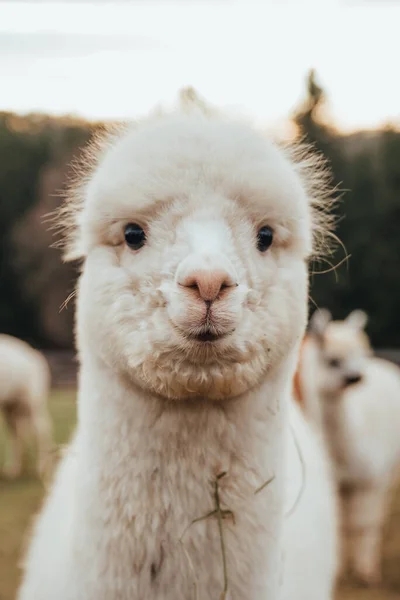 Lamas Und Alpakas Aus Peru — Stockfoto