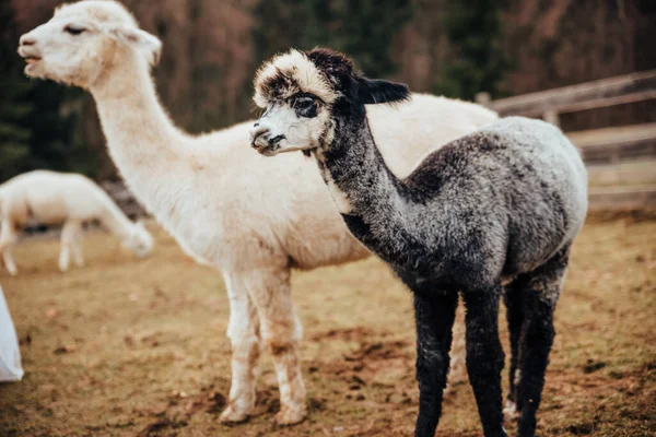 Lamas Und Alpakas Aus Peru — Stockfoto