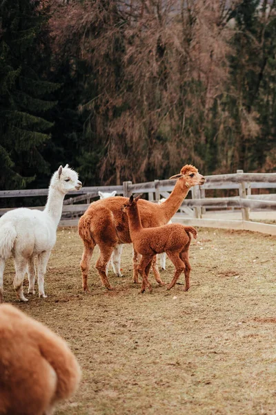 Lamas Und Alpakas Aus Peru — Stockfoto