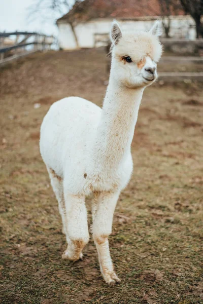 Lama Alpaca Van Peru — Stockfoto