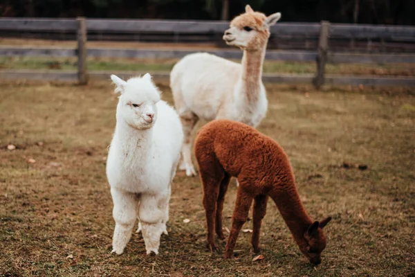 Lamas Und Alpakas Aus Peru — Stockfoto