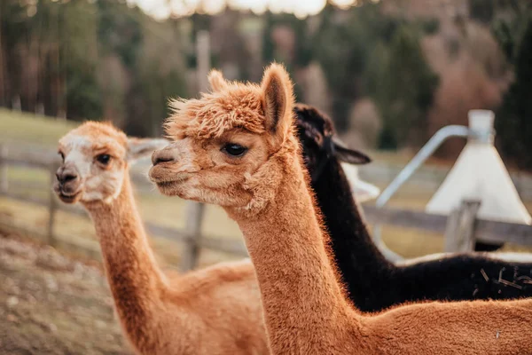 Lama Alpaca Van Peru — Stockfoto