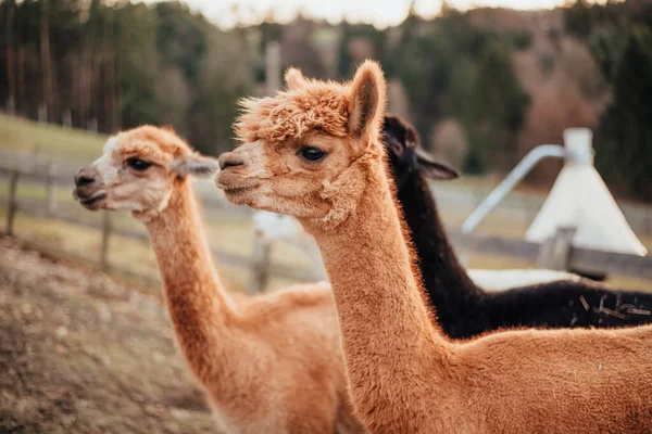 Lamas Und Alpakas Aus Peru — Stockfoto