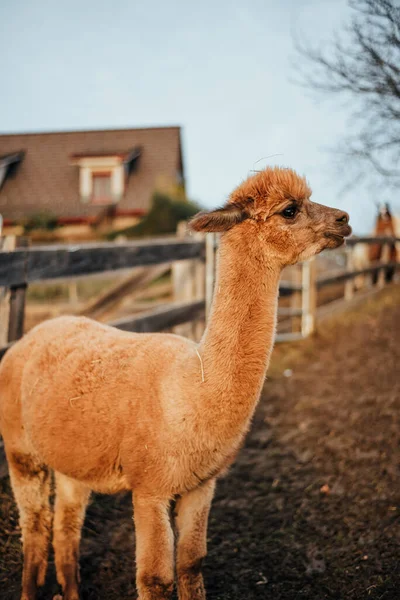 Llamas Alpacas Peru — Stock Photo, Image