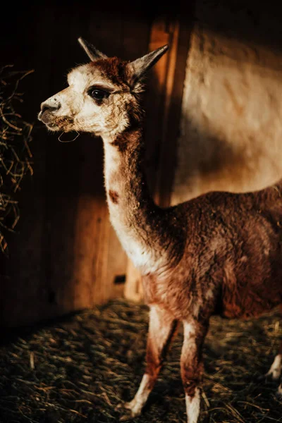 Lamas Und Alpakas Aus Peru — Stockfoto