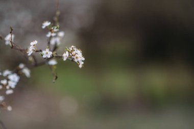 Bahar kiraz çiçekleri, pembe çiçekler.