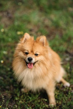 Güzel turuncu köpek - Pomeranian Spitz. Köpek yavrusu Pomeranian köpeği. Sevimli evcil hayvan. Mutlu bir gülümseme.