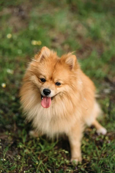 漂亮的橙色狗 波美拉尼亚斯皮茨 小狗波美拉尼亚犬可爱的宠物快乐的笑着在大自然中玩耍 — 图库照片